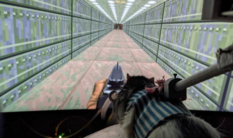 A Neuroengineer managed to train rats to play Doom