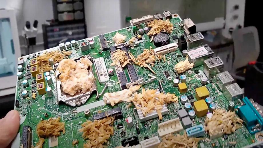 This mushroom motherboard heralds an unsettling David Lynch-style future