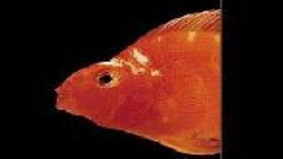 MOPy Fish